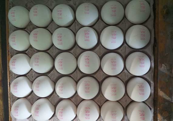 eggs