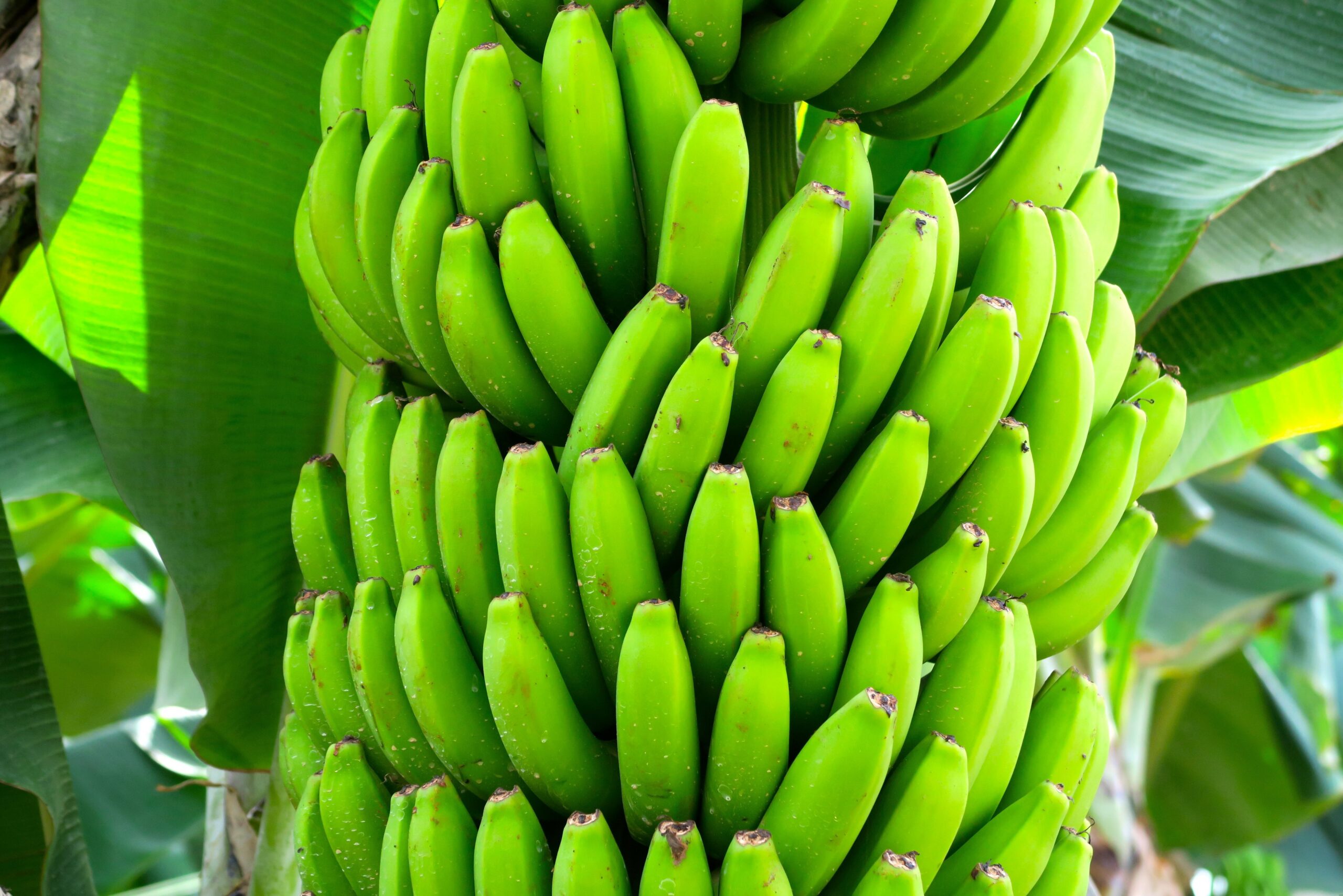 mbertolotti-banana-diet-1822914